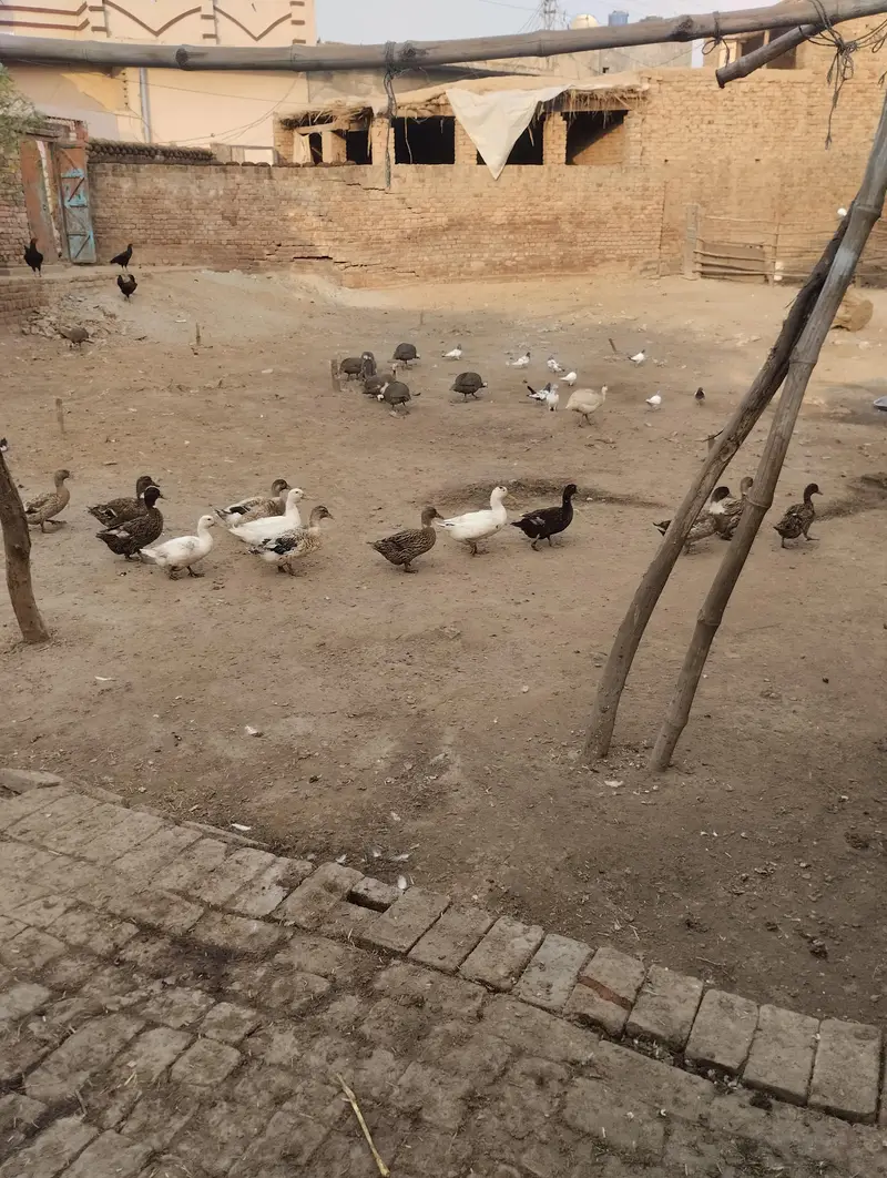Healthy Duck Pair For Sale - 1 Year Old — photo 4