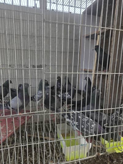 breeder loft