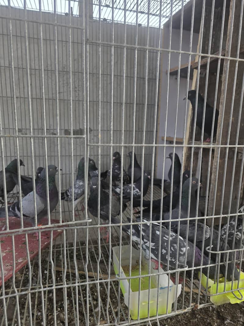 breeder loft 0