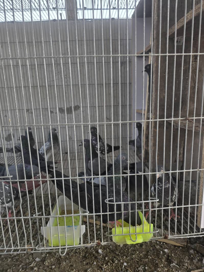 breeder loft 1