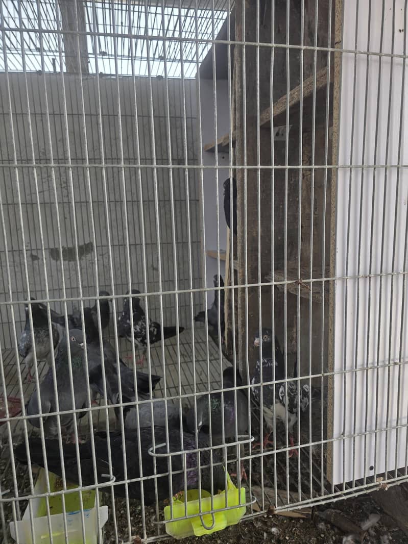 breeder loft 3