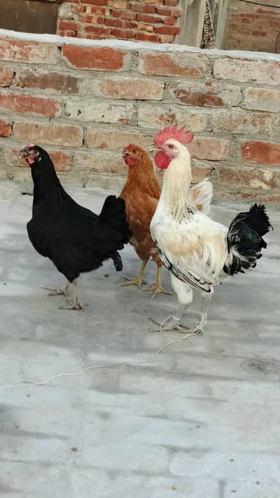 desi hens or murga