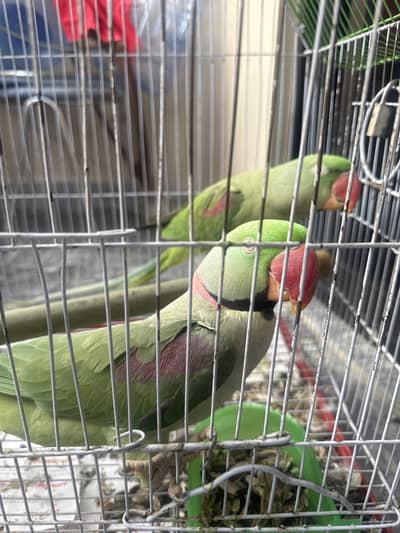 Pahari Male & Female