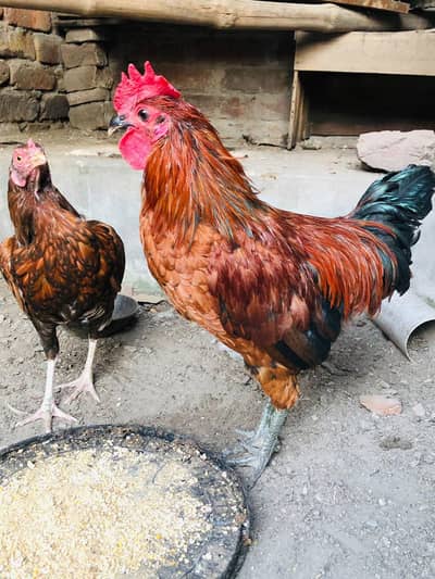 Desi Egg laying Pair