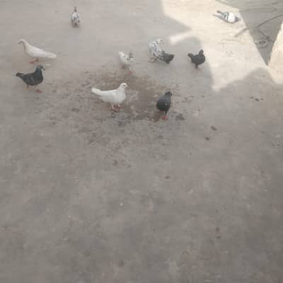 Gola mix ha kabli be ha sub ka lage rate ha