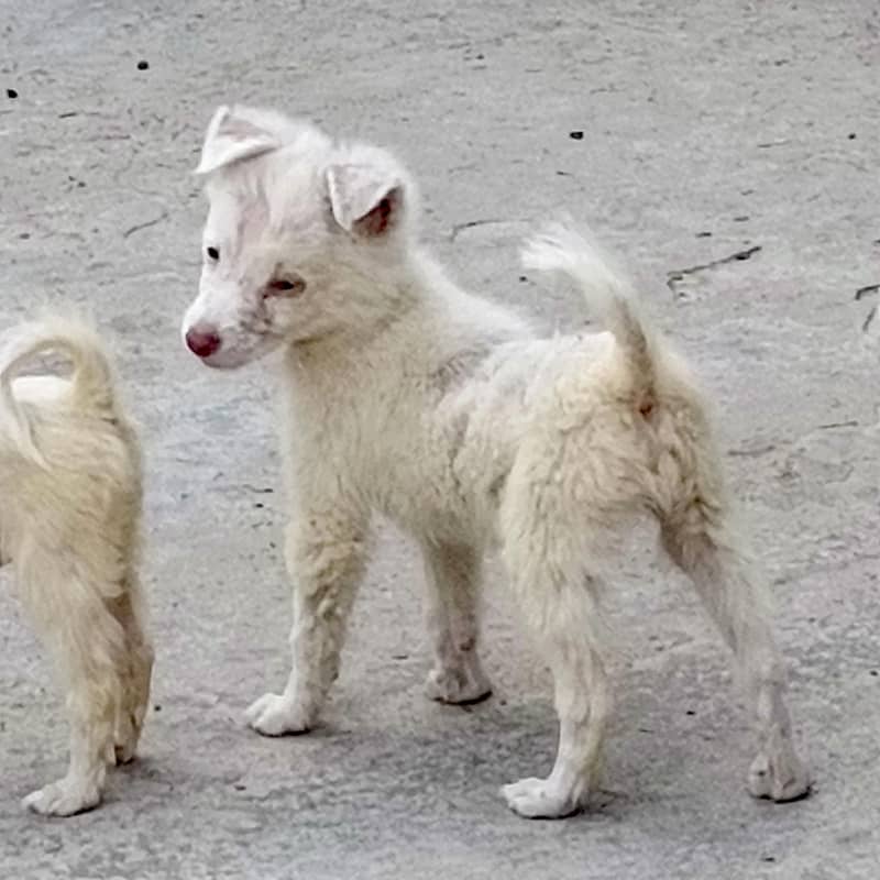 Russian dog 0