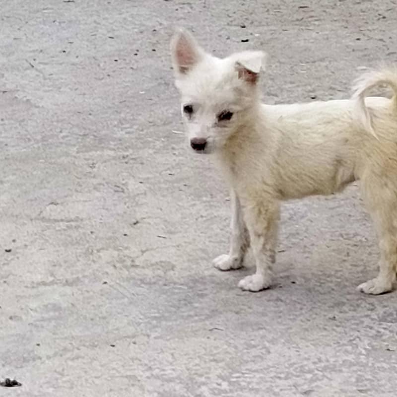 Russian dog 1