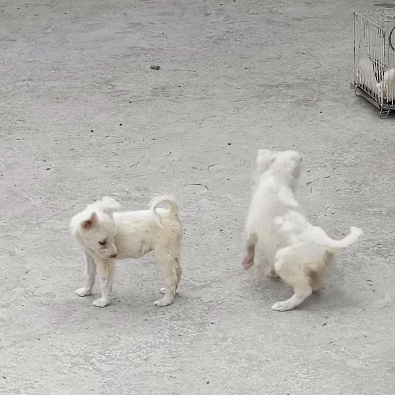 Russian dog 2