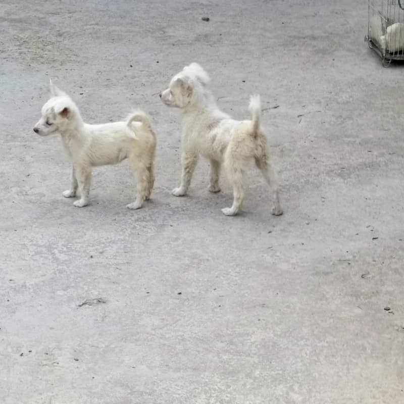 Russian dog 3