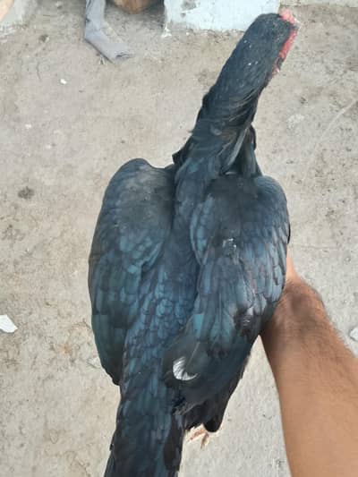 Pure Mushka aseel pair  FOR SALE " HOME BREED "