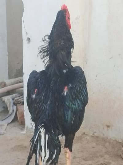 Pure Mushka aseel pair  FOR SALE " HOME BREED "