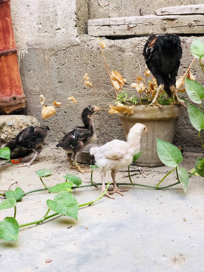 Aseel Chicks 0