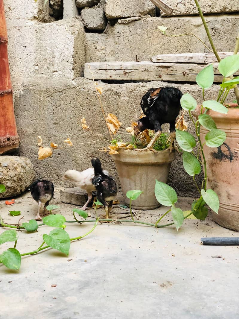 Aseel Chicks 2