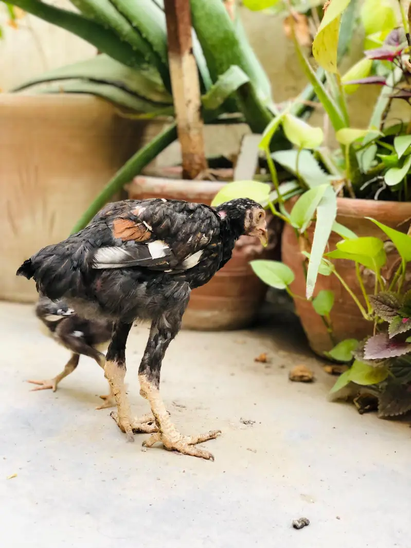 Aseel Chicks — photo 4