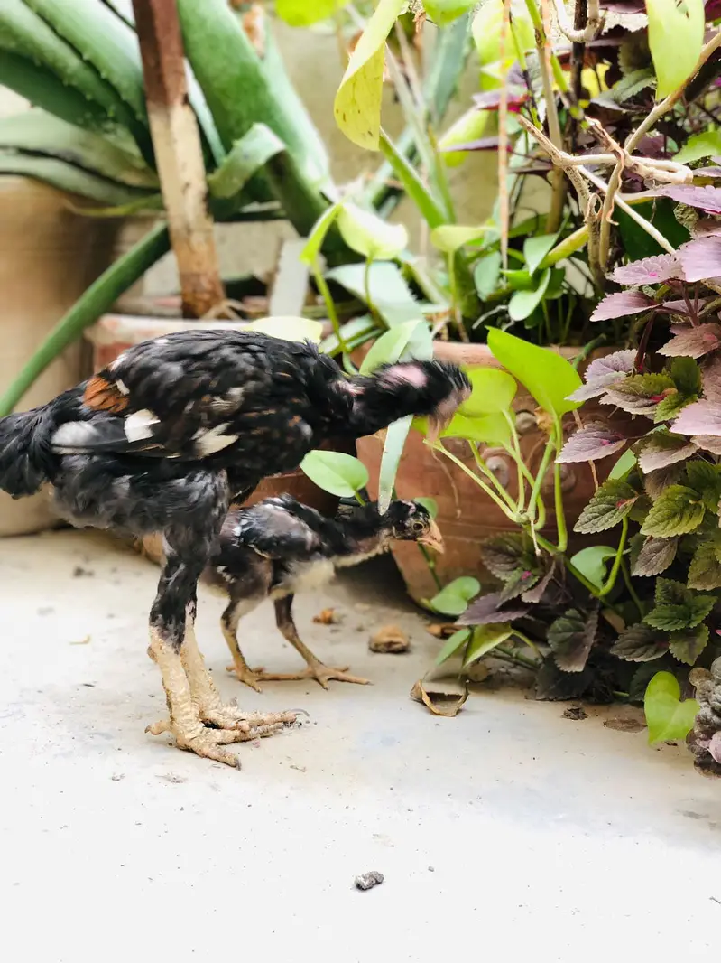 Aseel Chicks — photo 8