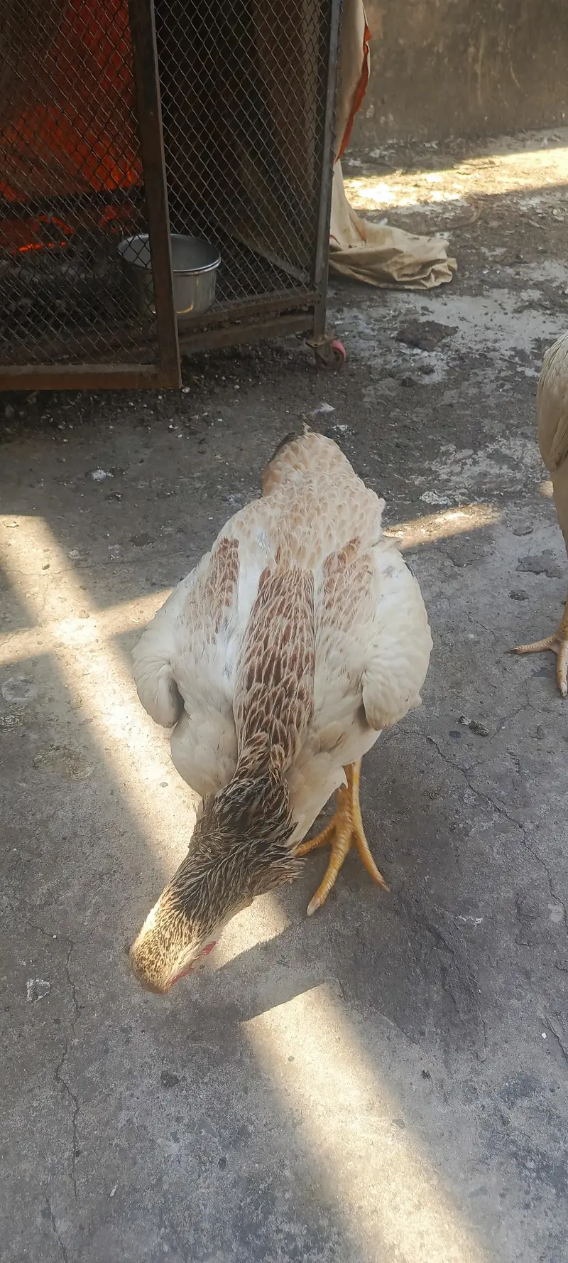shame cross pathi — photo 3