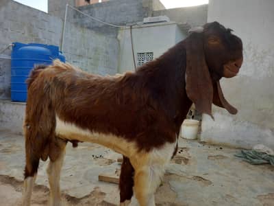 Breader Goat sale 03052852543