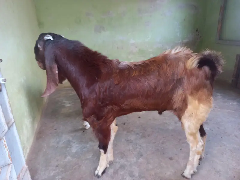 Breader Goat sale 03052852543 — photo 2