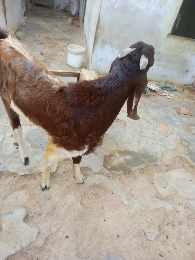 Breader Goat sale 03052852543 — photo 4