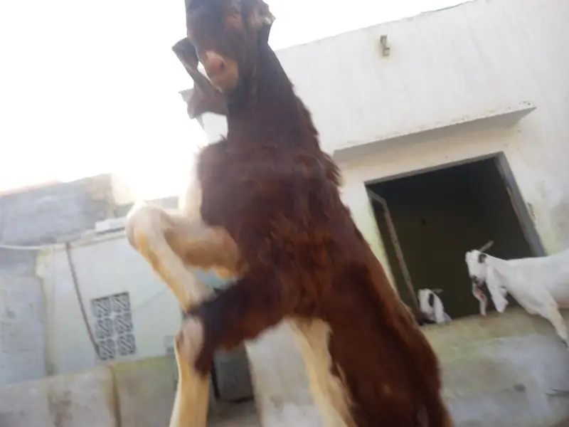 Breader Goat sale 03052852543 — photo 5