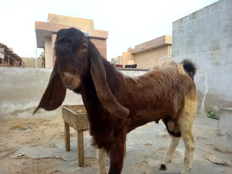 Breader Goat sale 03052852543 — photo 6