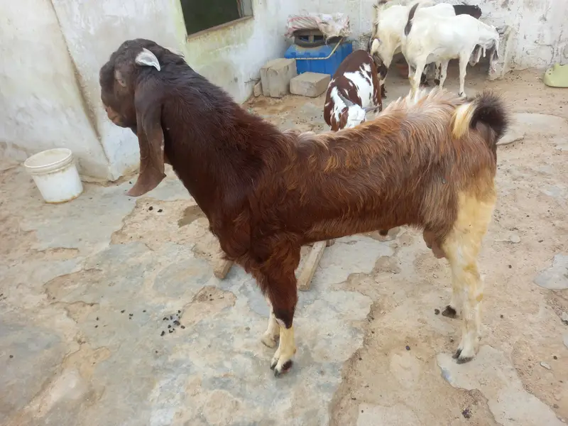 Breader Goat sale 03052852543 — photo 7