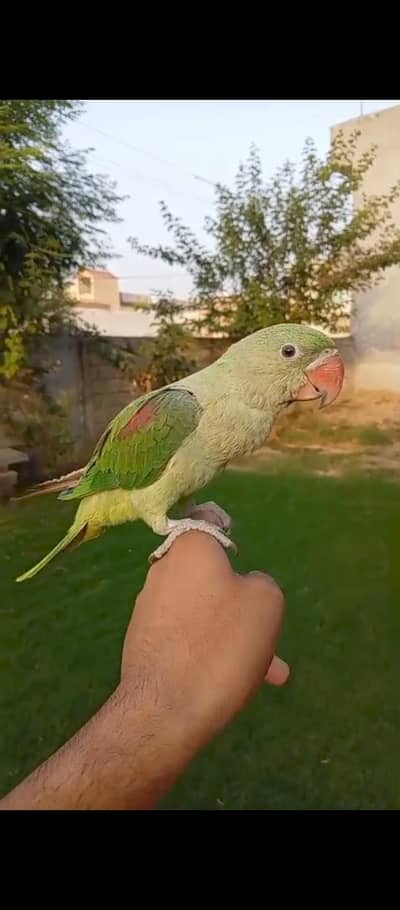 raw parrot handtame full friendly / breeding box lovebirds