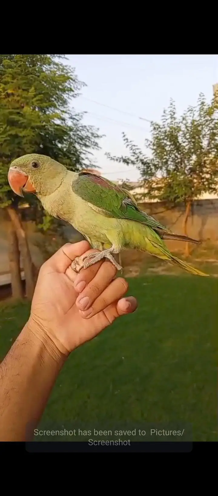 raw parrot handtame full friendly / breeding box lovebirds — photo 2