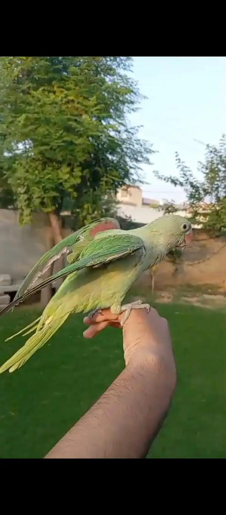 raw parrot handtame full friendly / breeding box lovebirds — photo 3