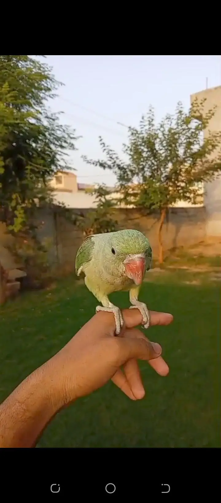 raw parrot handtame full friendly / breeding box lovebirds — photo 4