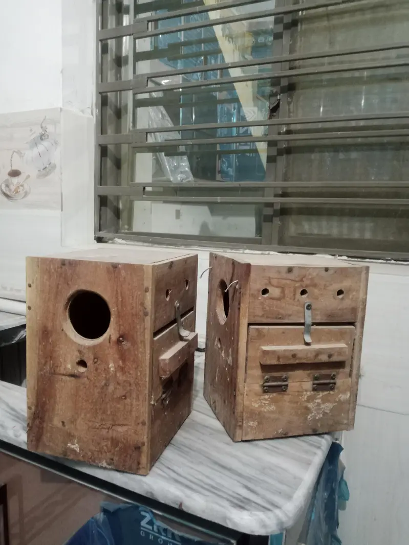 raw parrot handtame full friendly / breeding box lovebirds — photo 6