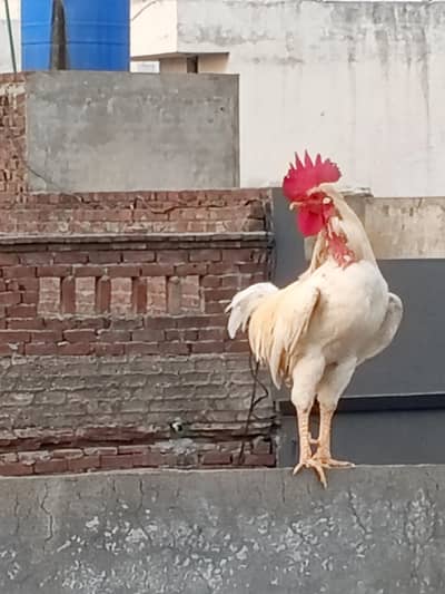 Dasi Murga