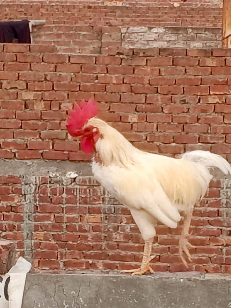 Dasi Murga 1