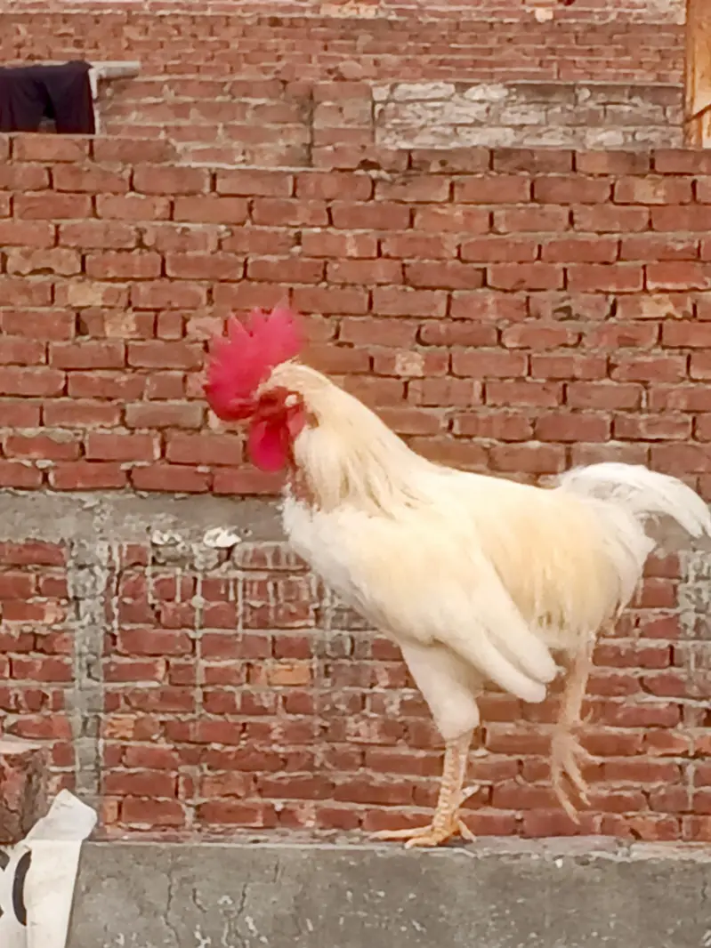 Dasi Murga — photo 2