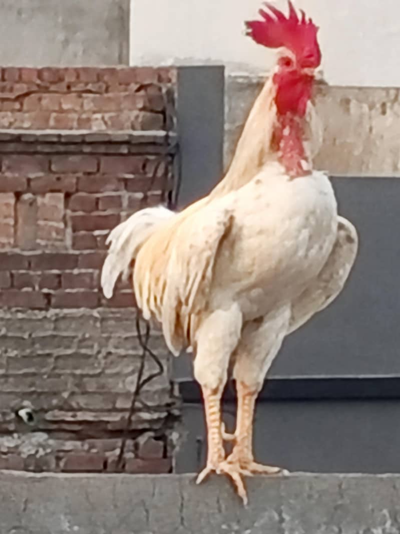 Dasi Murga 2