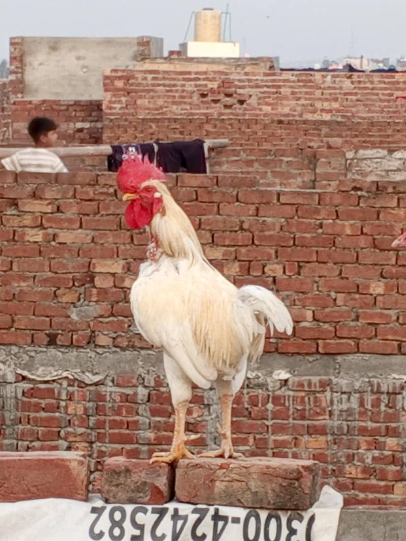 Dasi Murga 3