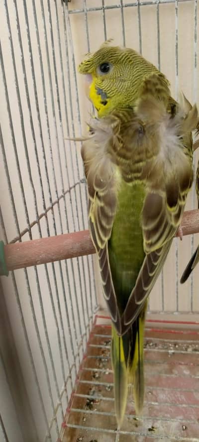 Hogoramo & Black Wing & Red eyes budgie