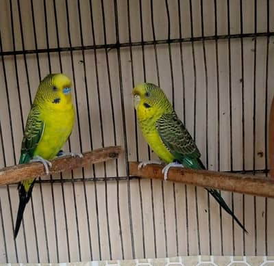 Black Wing & Red eyes budgie