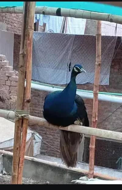 peacock