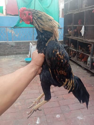 home breed patha. . . aseel + dasi cross