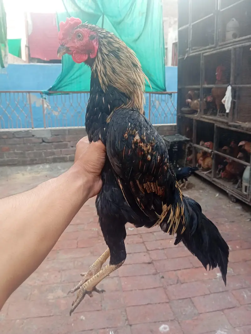 home breed patha. . . aseel + dasi cross — photo 2