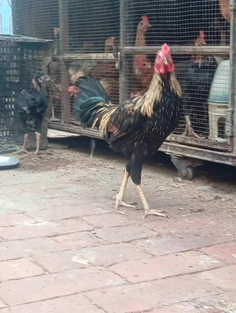 home breed patha. . . aseel + dasi cross — photo 3
