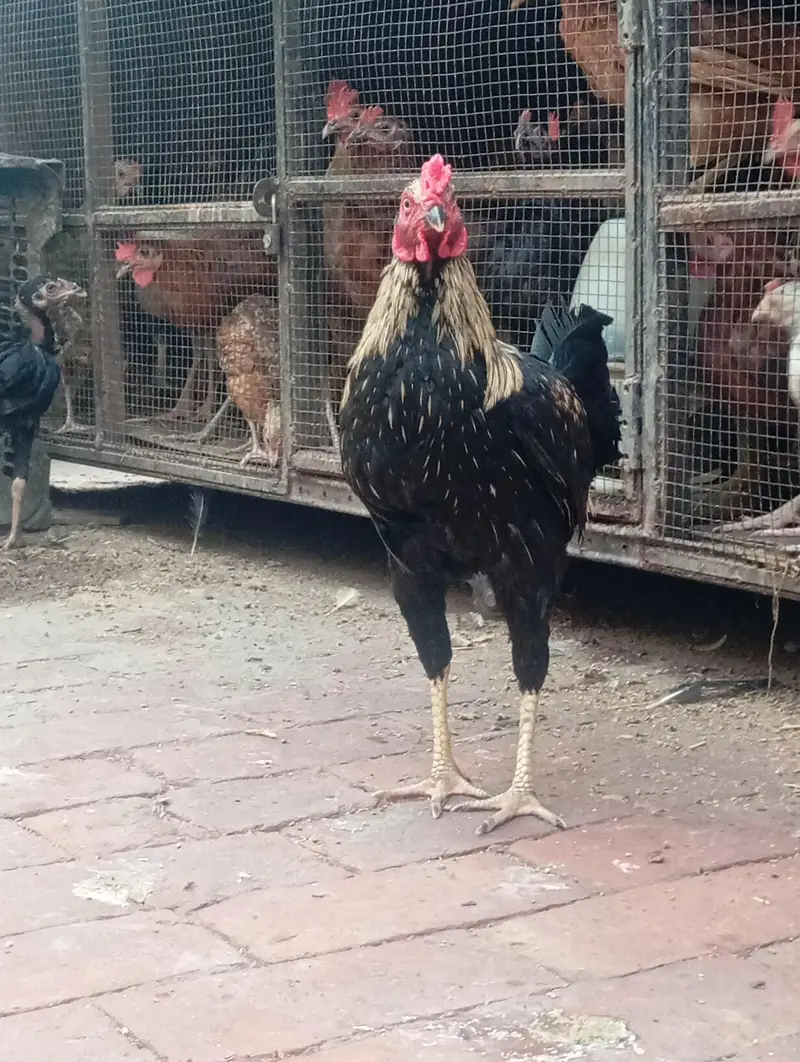 home breed patha. . . aseel + dasi cross — photo 4