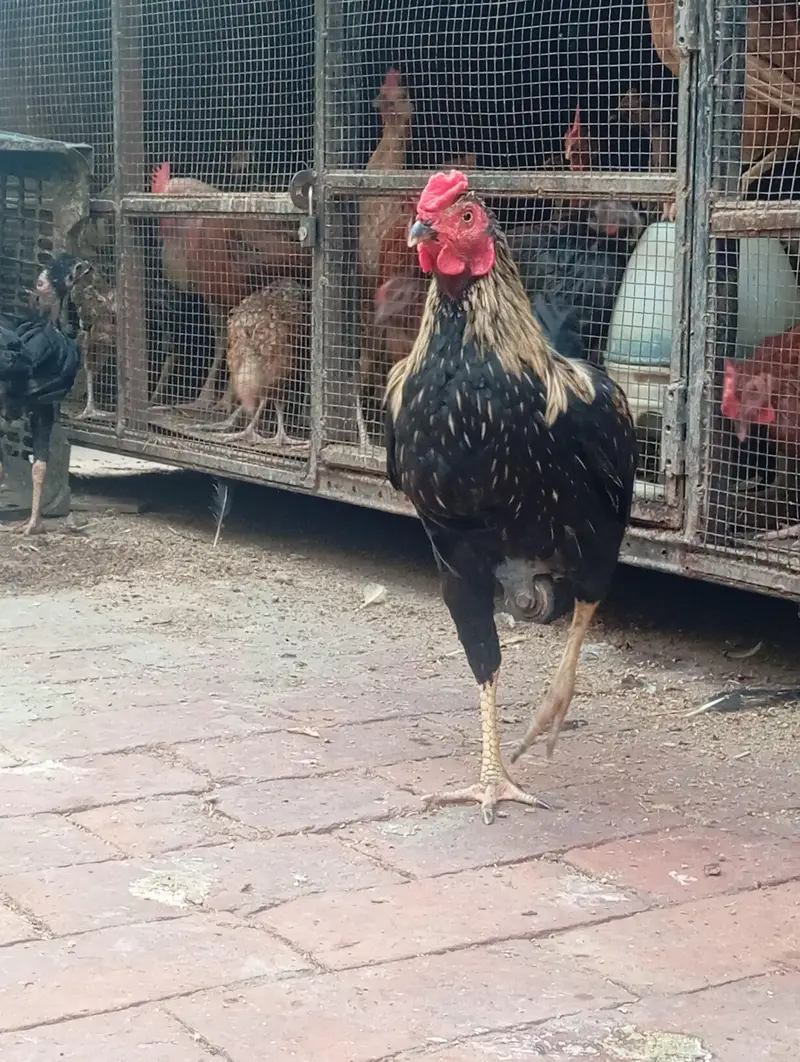 home breed patha. . . aseel + dasi cross — photo 5