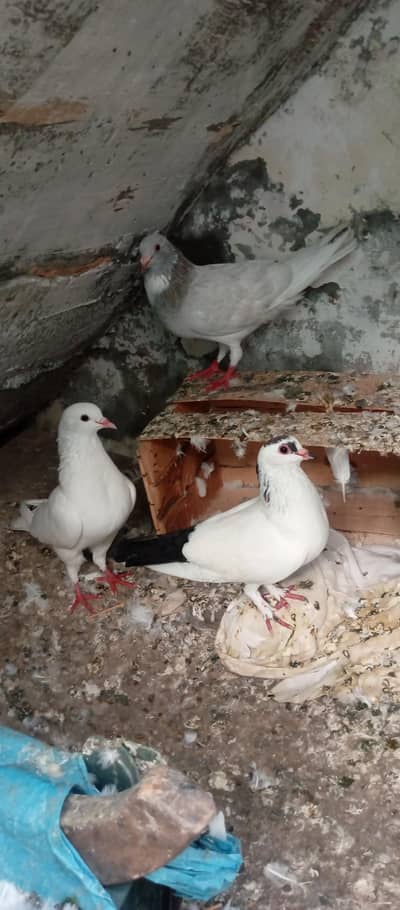 I am selling sherazi pigeon fancy