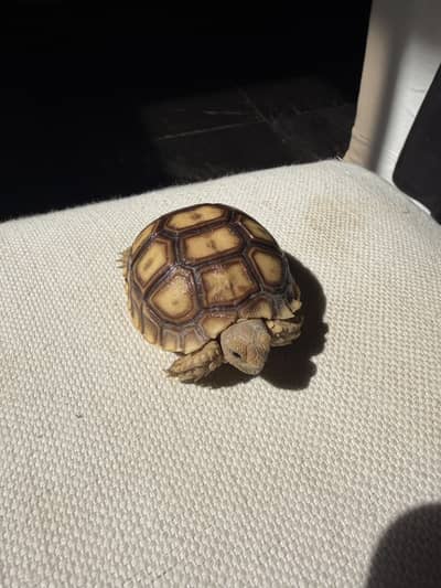 Tortoise