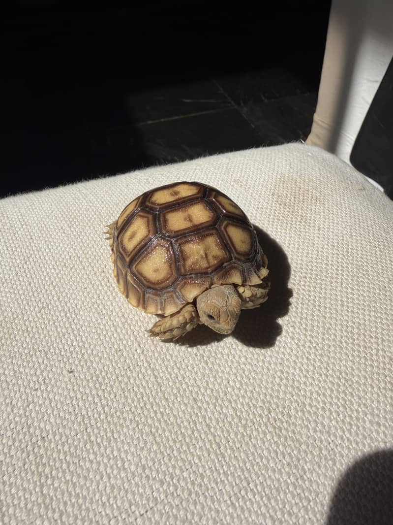 Tortoise 0