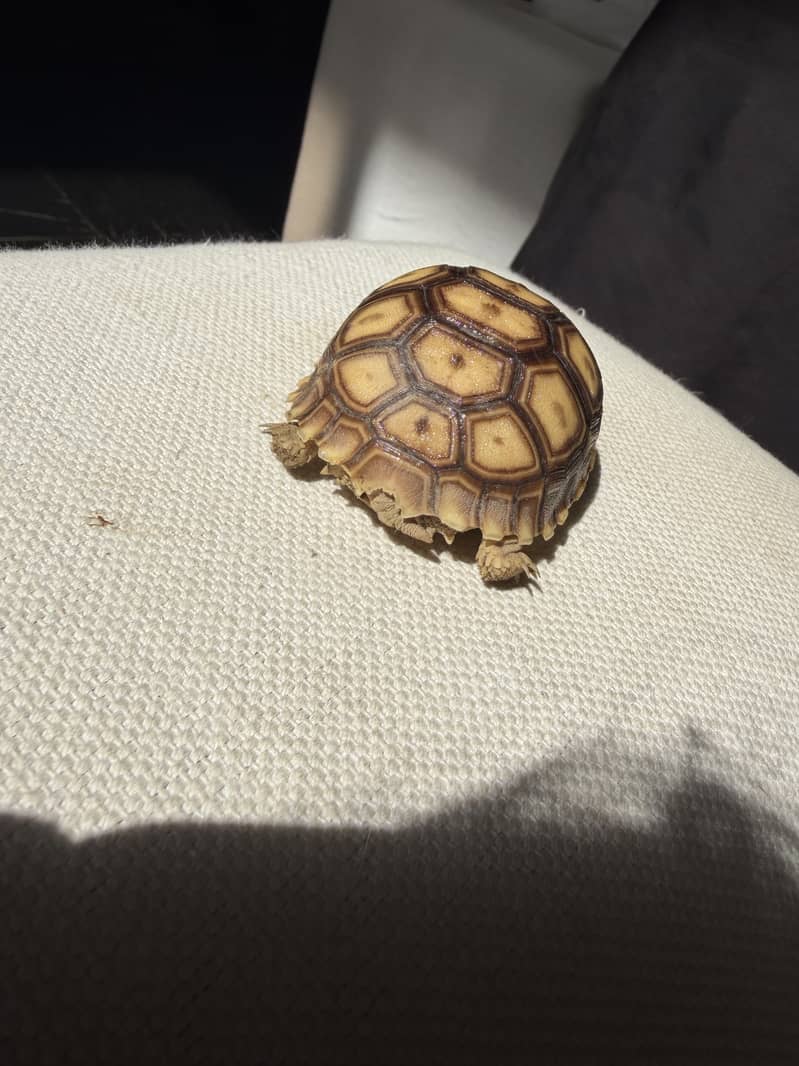 Tortoise 1