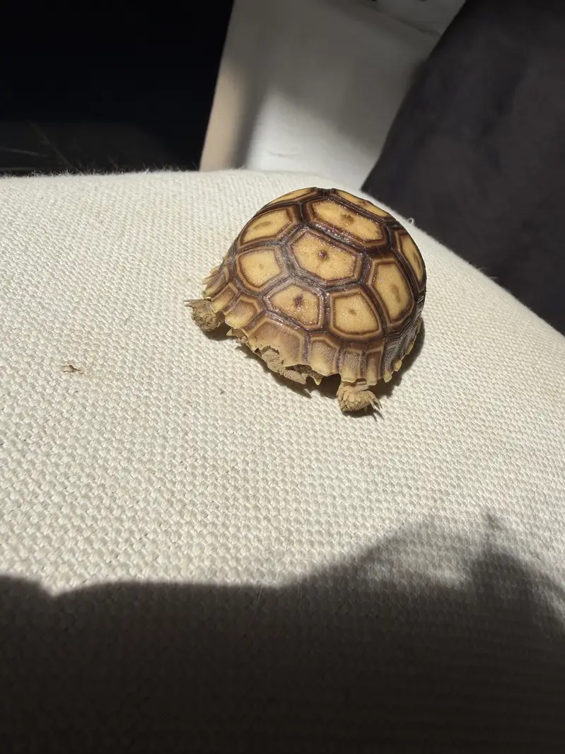 Tortoise — photo 2