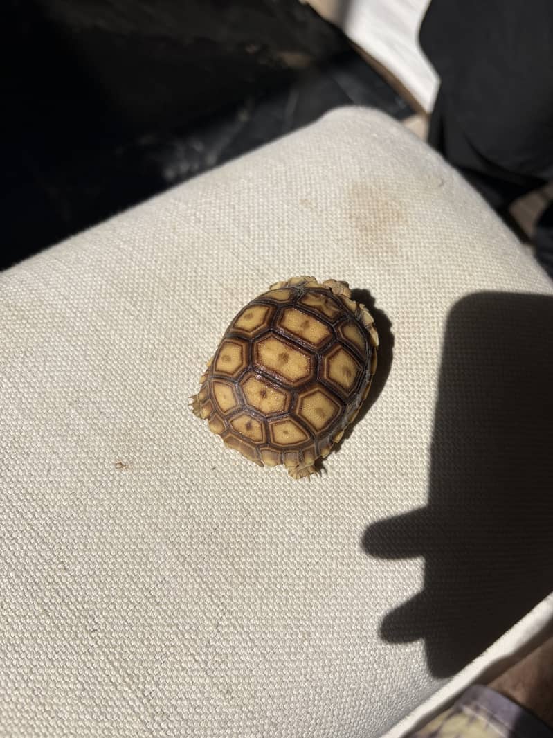 Tortoise 2